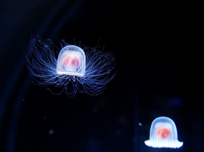 niesmiertelna meduza 