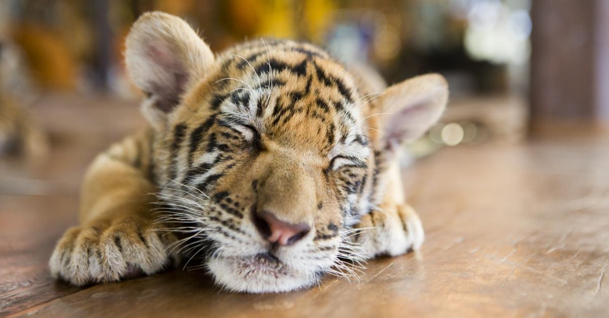 Tiger zapłacił pół miliona za “reklamę” wartą milion, a internetowy tygrys został uśpiony