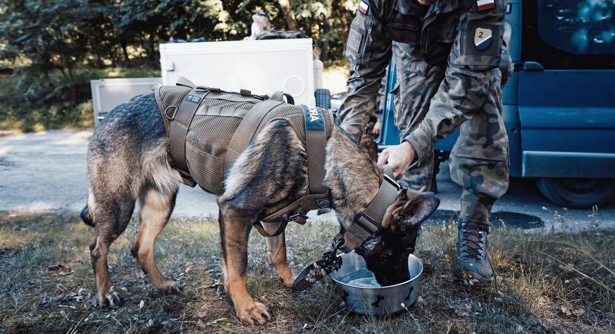 Psy w Wojsku Polskim będą miały stopnie służbowe, jak prawdziwi żołnierze