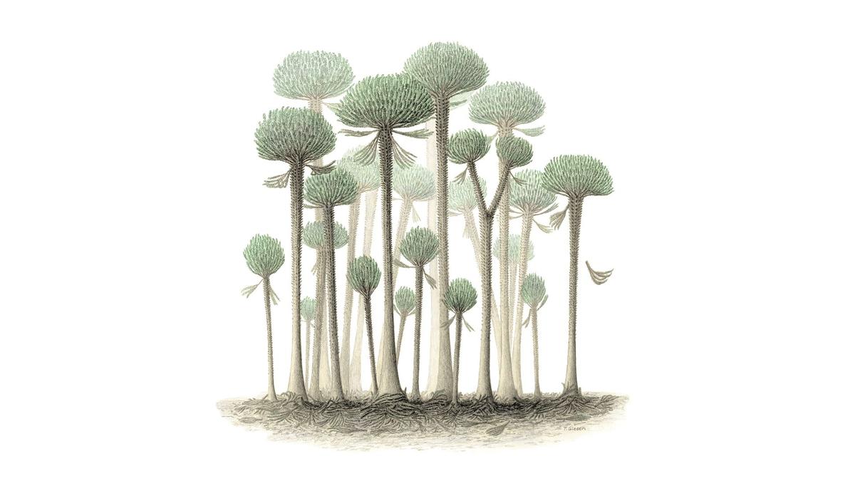 Naukowcy odkryli pierwszy las na ziemi. Nie przypominał niczego, co znamy 