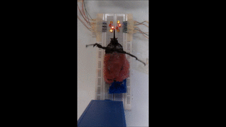 hybryda owad robot (4) class="wp-image-490227" 