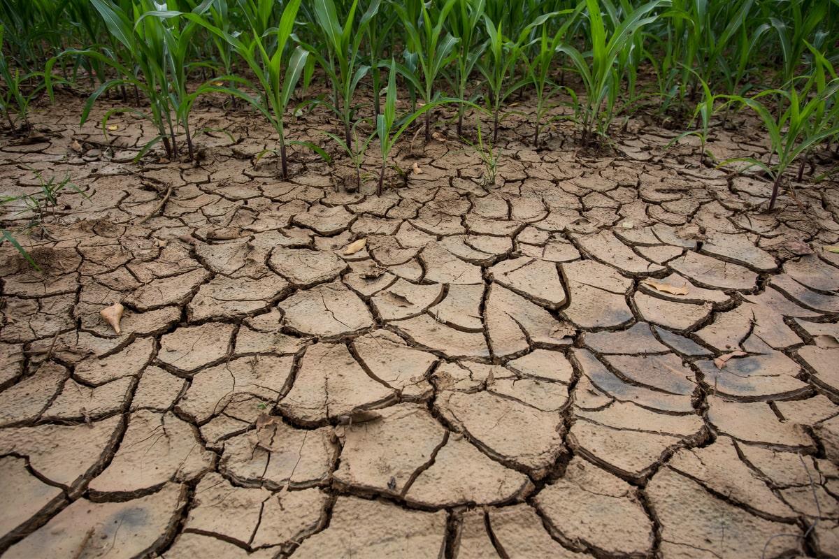 Globalne ocieplenie może spowodować globalną klęskę głodową