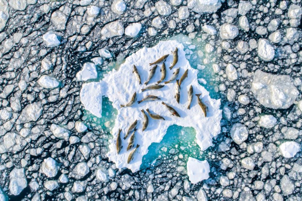 Fot. Florian Ledoux / &quot;Crabeater Seals on Ice&quot; class="wp-image-970336" 