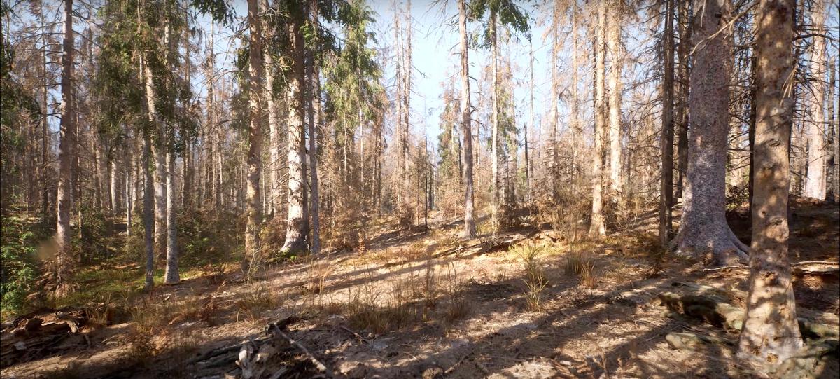 Patrzę na piękny las w Unreal Engine 5,3 i… nie, to wciąż jeszcze nie to